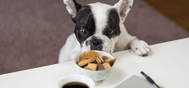 Which people foods are safe for dogs? Which people foods are safe for dogs?
