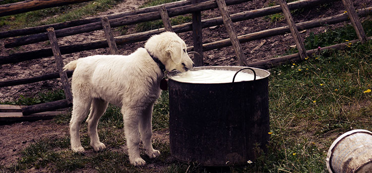 Vets warn against buying 'flat-faced’ dogs, including pugs Vets warn against buying 'flat-faced’ dogs, including pugs