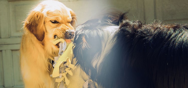 What you need to know about rabies What you need to know about rabies